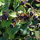 Atropa belladonna