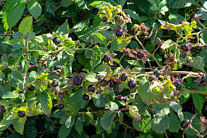 Deadly Nightshade: Atropa belladonna