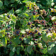 Atropa belladonna