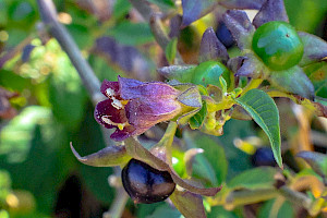 Deadly Nightshade: Atropa belladonna