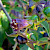 Atropa belladonna - &copy; Charles Hipkin