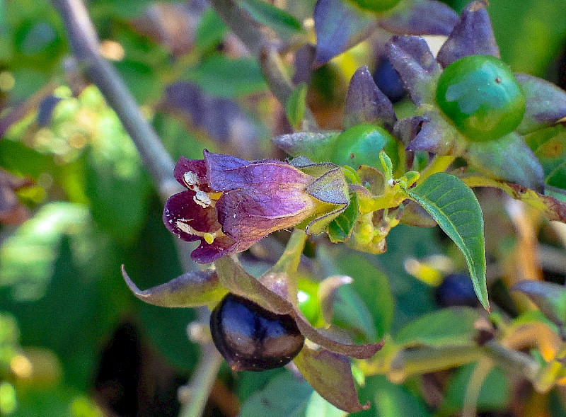 Atropa belladonna - &copy; Charles Hipkin