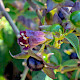 Atropa belladonna