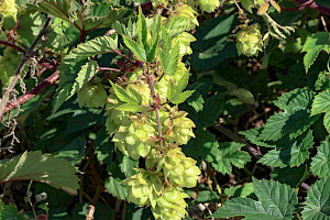 Hop: Humulus lupulus