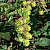Humulus lupulus - &copy; Charles Hipkin