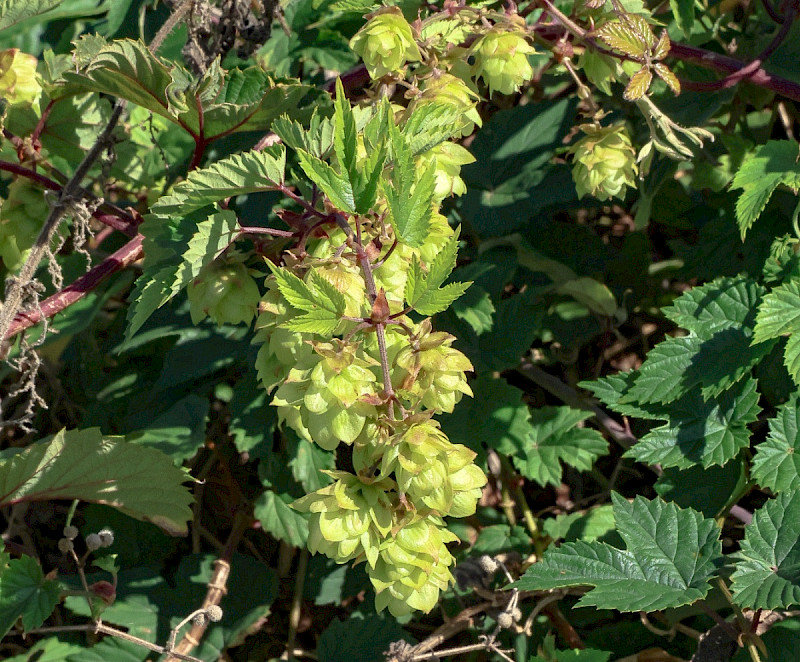 Humulus lupulus - &copy; Charles Hipkin