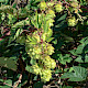 Humulus lupulus