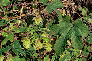 Hop: Humulus lupulus