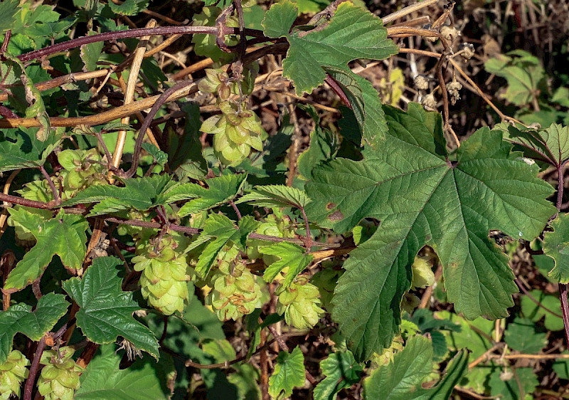 Humulus lupulus