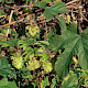Humulus lupulus