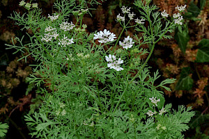 Coriander: Coriandrum sativum