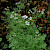 Coriandrum sativum - &copy; Charles Hipkin