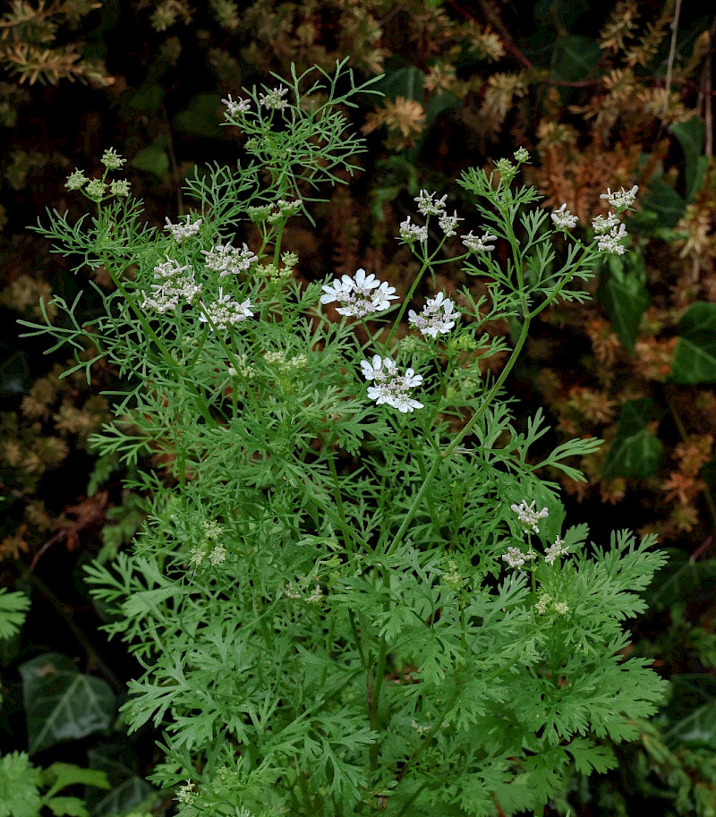 Coriandrum sativum - &copy; Charles Hipkin