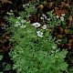 Coriandrum sativum