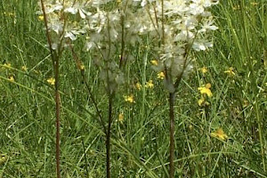 Dropwort: Filipendula vulgaris