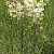 Filipendula vulgaris