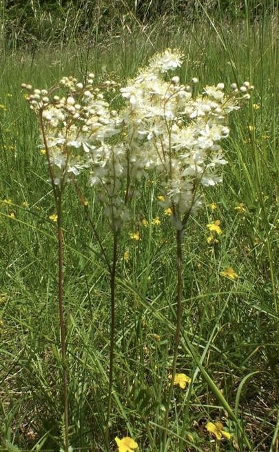 Filipendula vulgaris