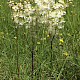 Filipendula vulgaris