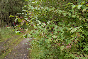 Dogwood: Cornus sanguinea