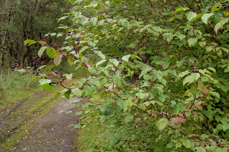 Cornus sanguinea - &copy; Charles Hipkin