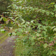 Cornus sanguinea