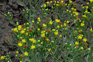 Sea Aster: Aster tripolium