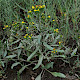 Aster tripolium