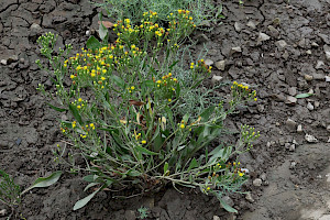 Sea Aster: Aster tripolium
