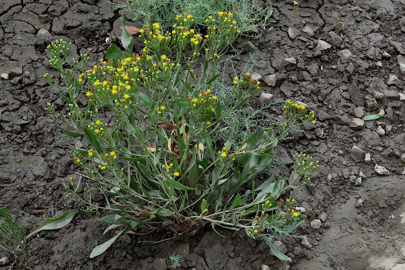 Aster tripolium - &copy; Charles Hipkin