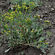 Aster tripolium