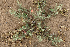 Babington's Orache: Atriplex glabriuscula