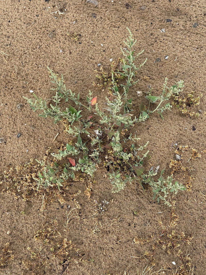 Atriplex glabriuscula - &copy; Charles Hipkin