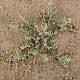 Atriplex glabriuscula