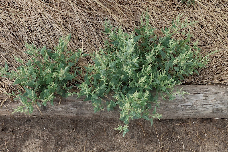 Atriplex glabriuscula - &copy; Charles Hipkin