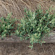Atriplex glabriuscula