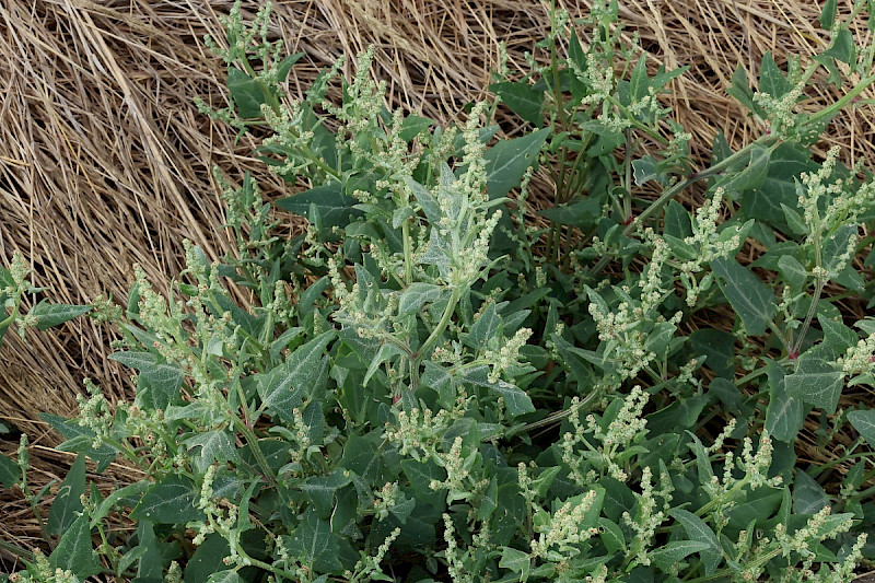 Atriplex glabriuscula - &copy; Charles Hipkin