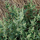 Atriplex glabriuscula