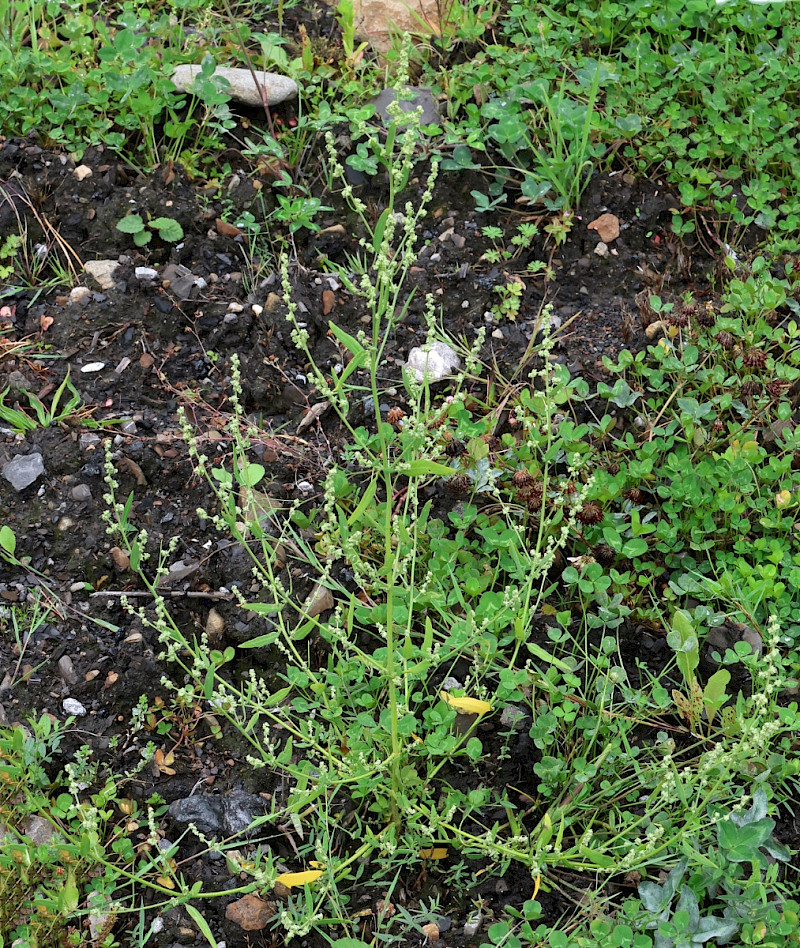 Atriplex patula - &copy; Charles Hipkin