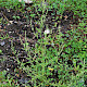 Atriplex patula