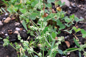 Common Orache: Atriplex patula