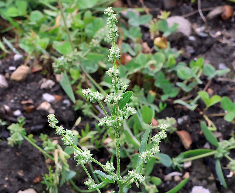 Atriplex patula - &copy; Charles Hipkin