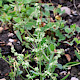 Atriplex patula