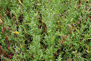 Common Orache: Atriplex patula
