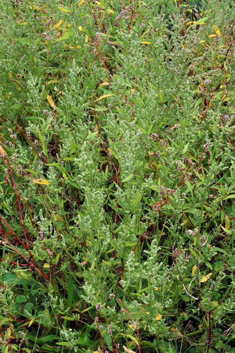 Atriplex patula - &copy; Charles Hipkin