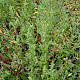 Atriplex patula