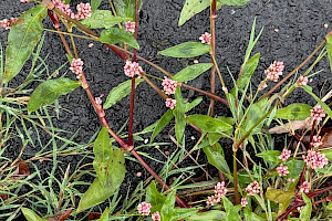 Redshank: Persicaria maculosa