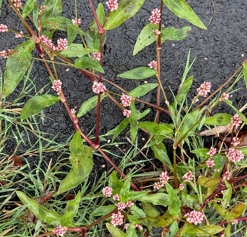 Persicaria maculosa - &copy; Charles Hipkin