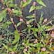 Persicaria maculosa