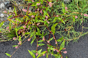 Redshank: Persicaria maculosa