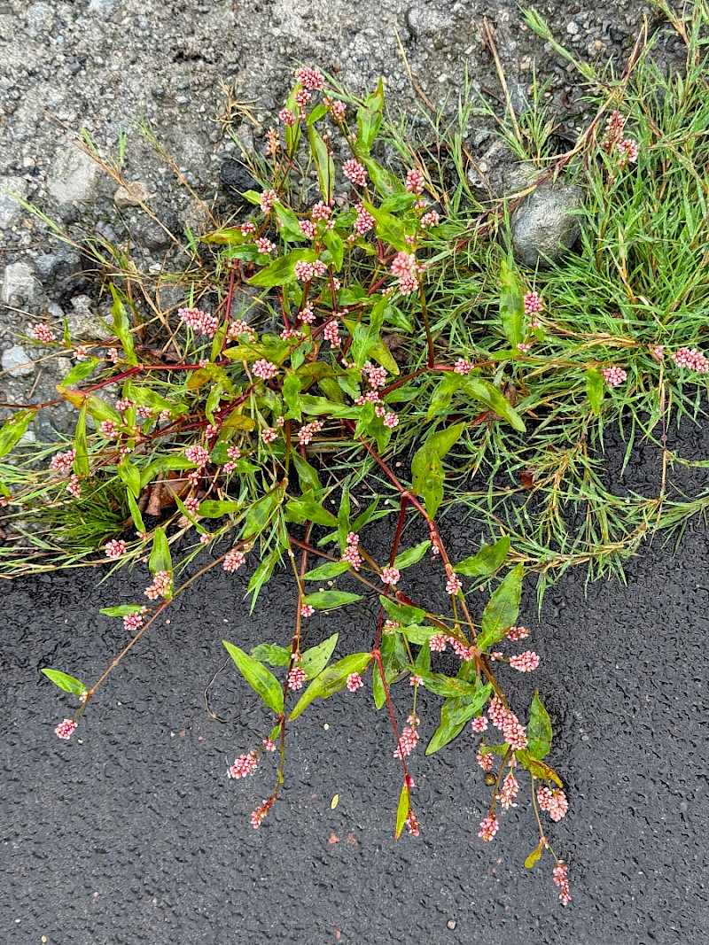 Persicaria maculosa - &copy; Charles Hipkin